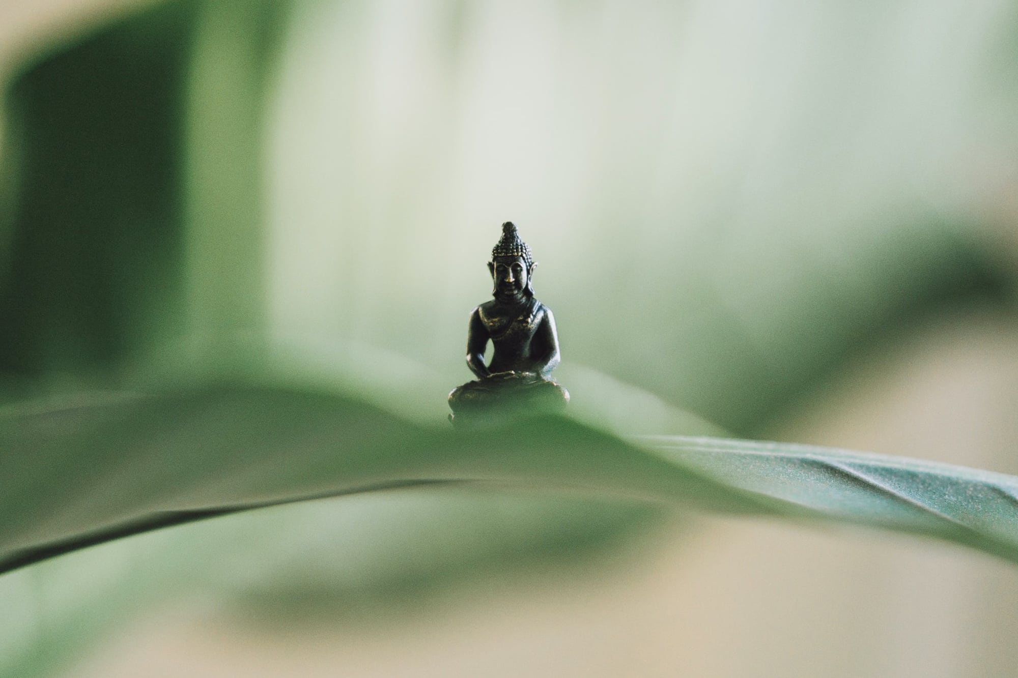 closeup photo of buddha figurine on large green leaf