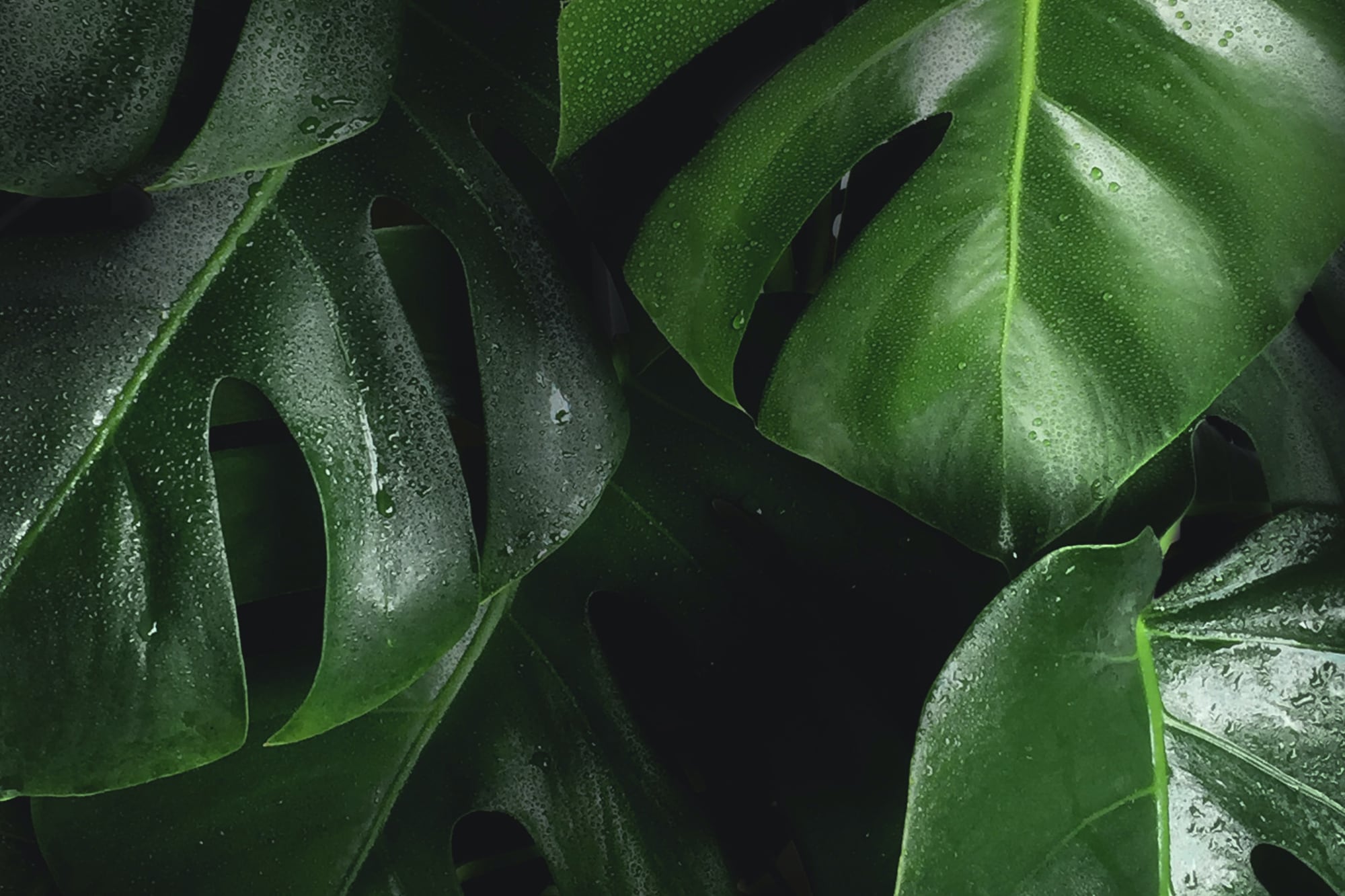 closeup photo of large green tropical leaves